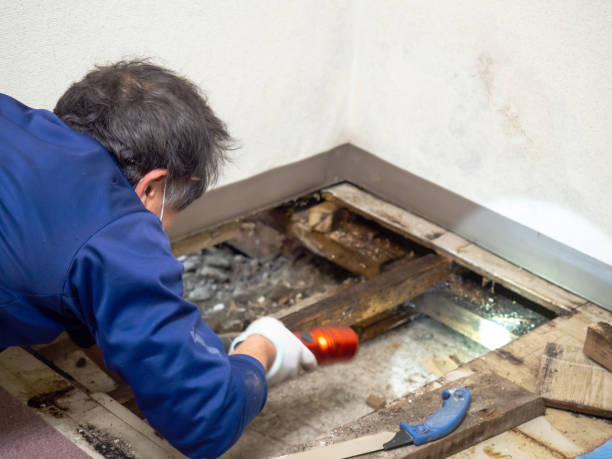Mold Testing and Removal in Mariposa, CA
