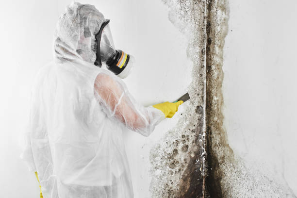 Best Certified Mold Removal  in Mariposa, CA