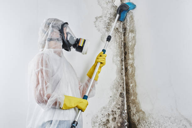 Trusted Mariposa, CA Mold Removal Experts