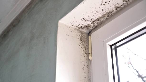 Best Residential Mold Removal  in Mariposa, CA