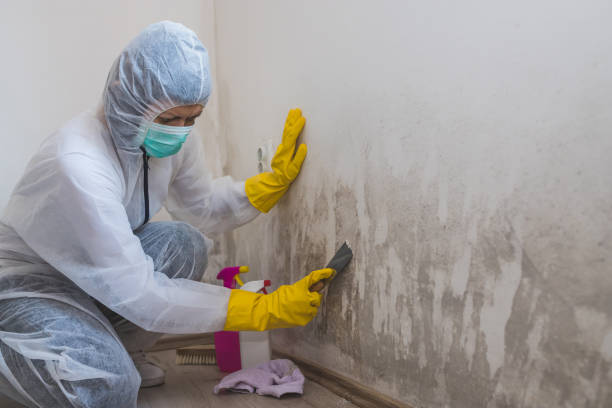 Best Professional Mold Removal  in Mariposa, CA