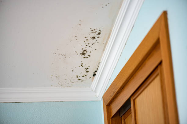 Best Attic Mold Removal  in Mariposa, CA