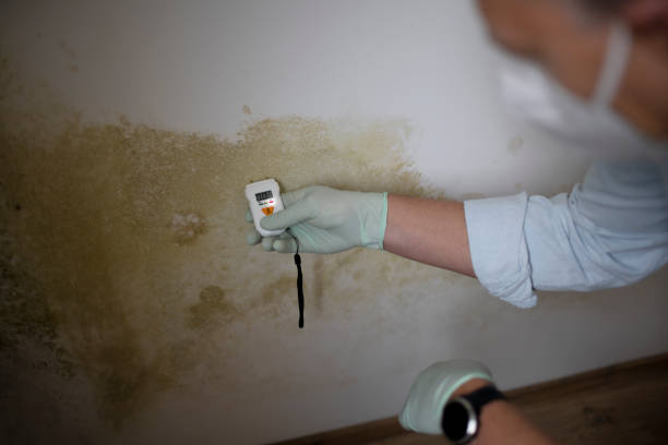 Best Black Mold Removal  in Mariposa, CA