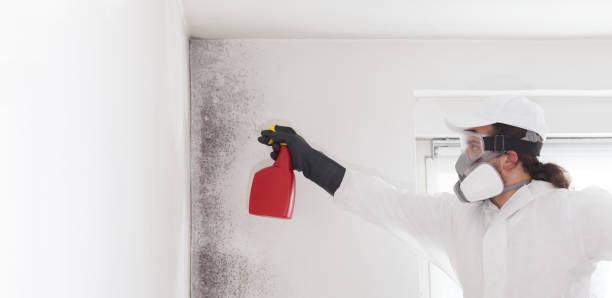 Best Emergency Mold Removal  in Mariposa, CA
