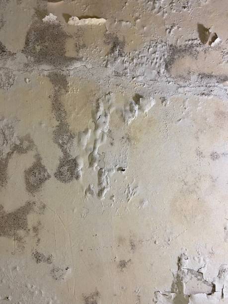 Best Crawl Space Mold Removal  in Mariposa, CA