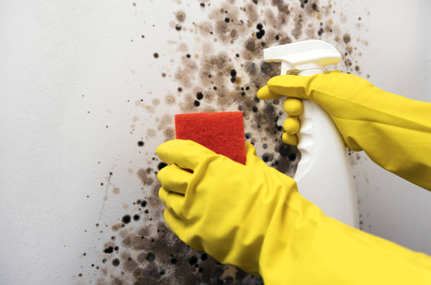 Best Best Mold Removal Companies  in Mariposa, CA