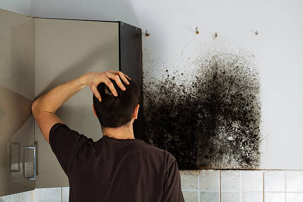 Best Mold Removal Near Me  in Mariposa, CA