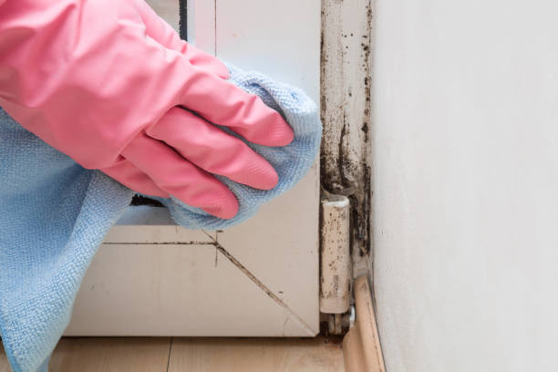 Best Commercial Mold Removal  in Mariposa, CA