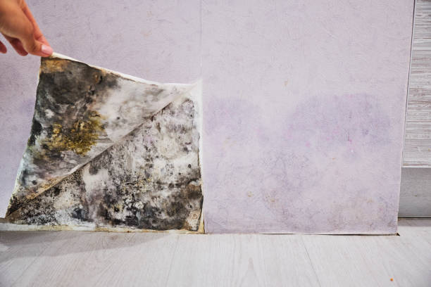 Mariposa, CA Mold Removal Company